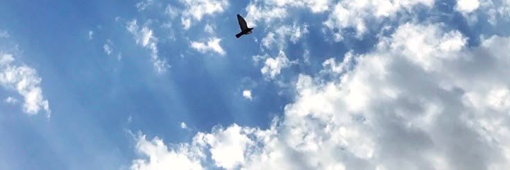 𐮚 زِيـرا ♪❤︎︎ banner