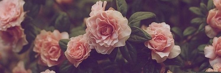 StacianneS's profile banner image
