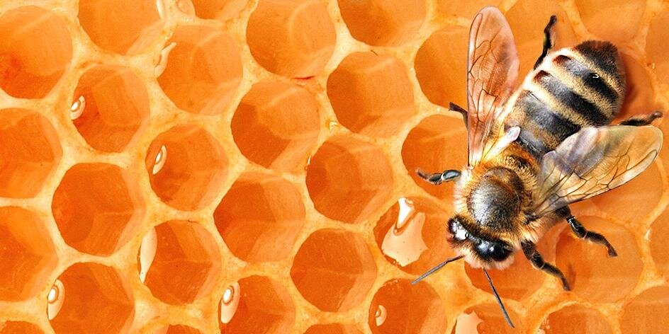 ANU Apiculture banner