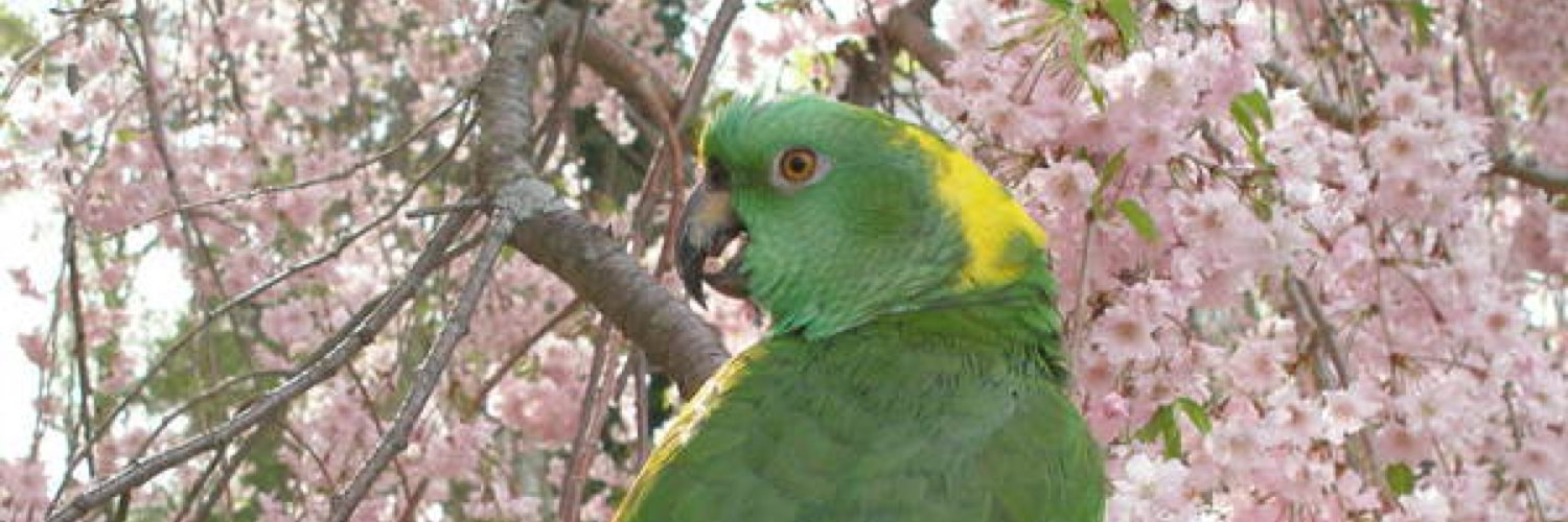 Coco The Grey Parrot 🐦 Misses Alice & Penne🦜 banner