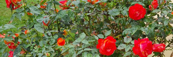 carlitta2014 Profile Banner