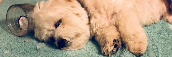 pattymo Profile Banner