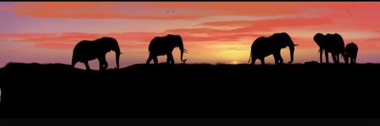 danielle_swaby's profile banner image