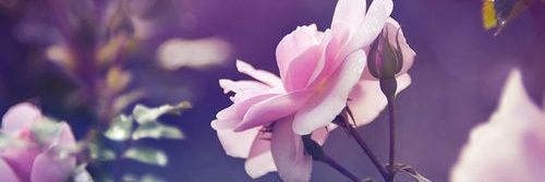 Clémentine ᴰᴯ banner