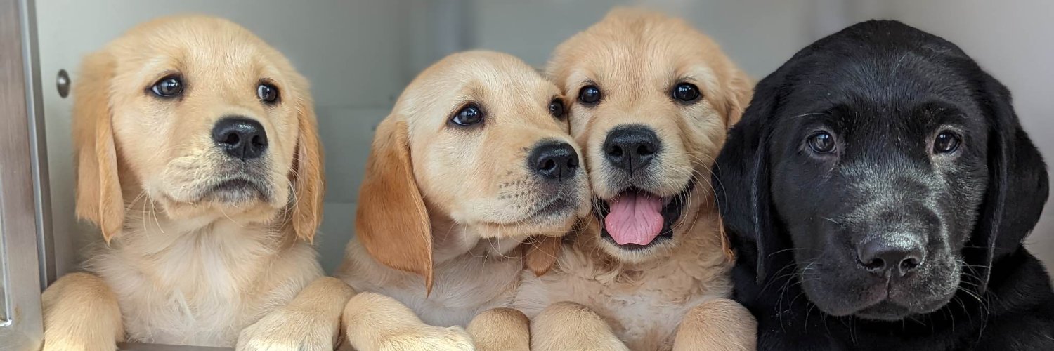Guide Dogs Scotland banner