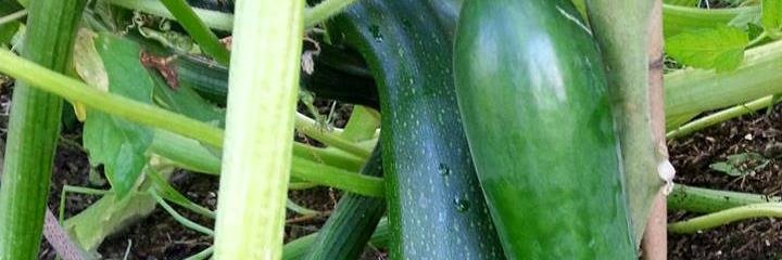 LetsGrowCaerau's profile banner image