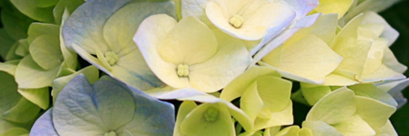 canfth's profile banner image