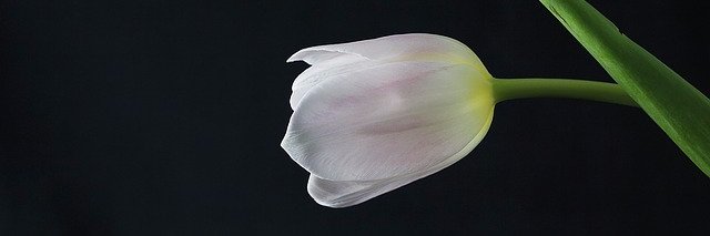 GeorgiaMocca's profile banner image