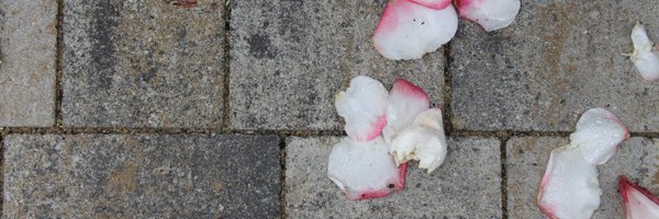 PicciottoD Profile Banner