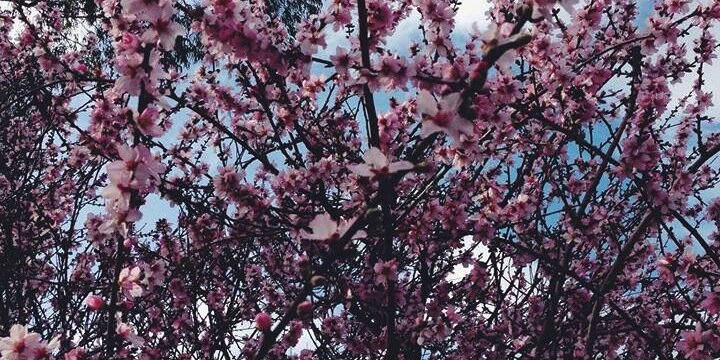 florallife's profile banner image