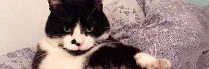 TillyDaisyHart's profile banner image