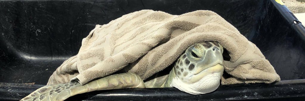 The Turtle Hospital banner