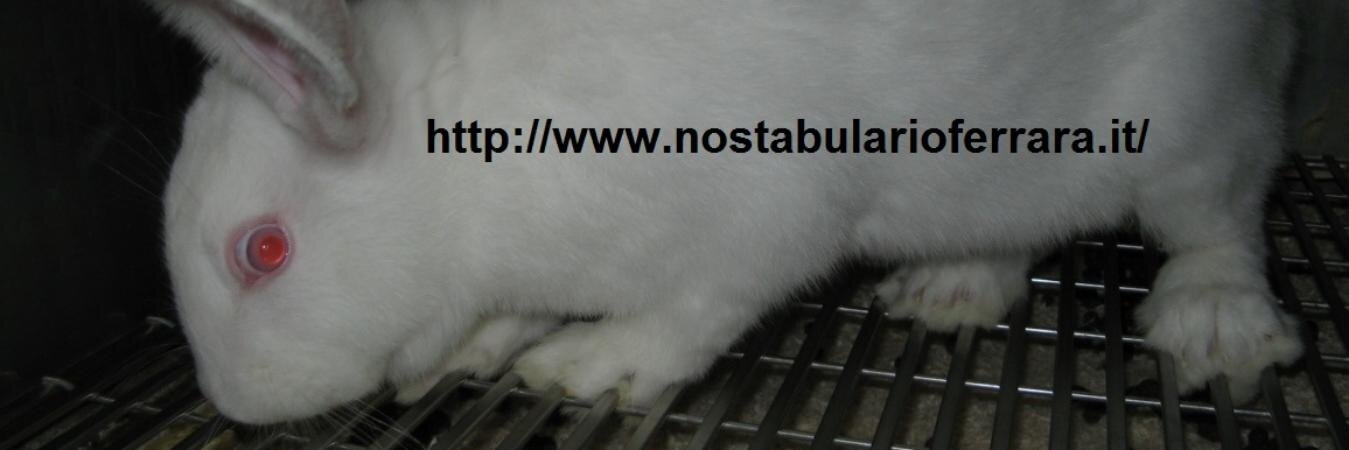 NoStabularioFe's profile banner image