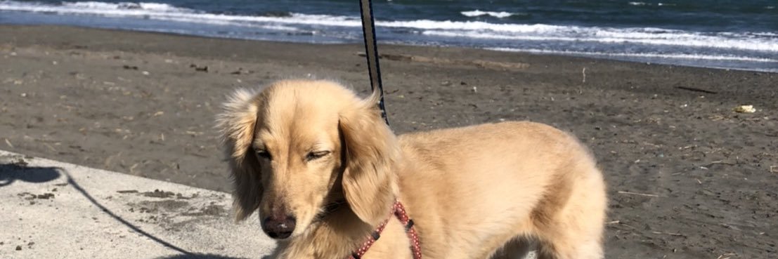 misscoo's profile banner image