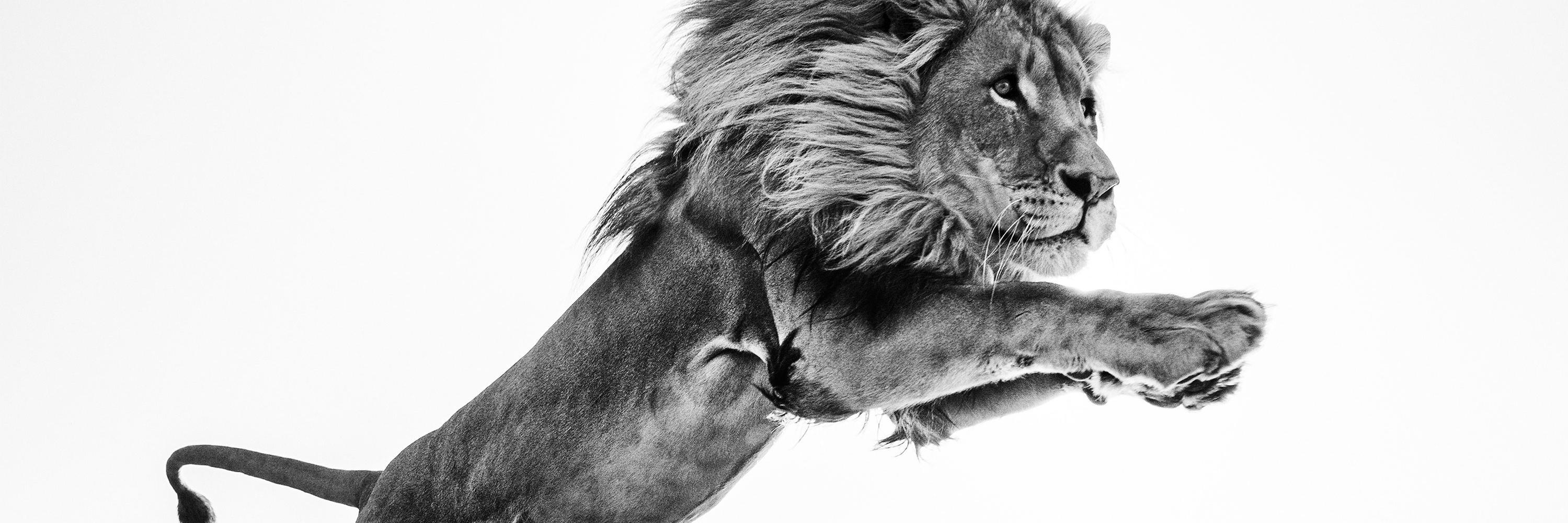 _Jose_Rodrigues's profile banner image