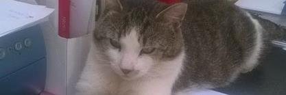 Gill Vaisey - Author banner