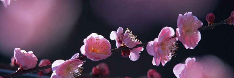 mixindia321's profile banner image