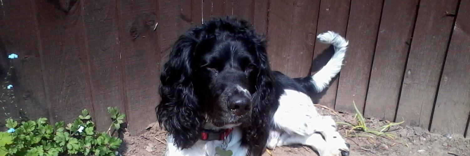 oreospaniel's profile banner image