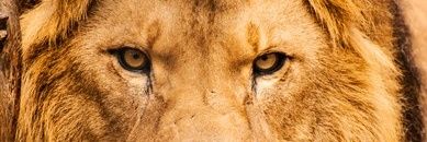 Da_Opportunist's profile banner image