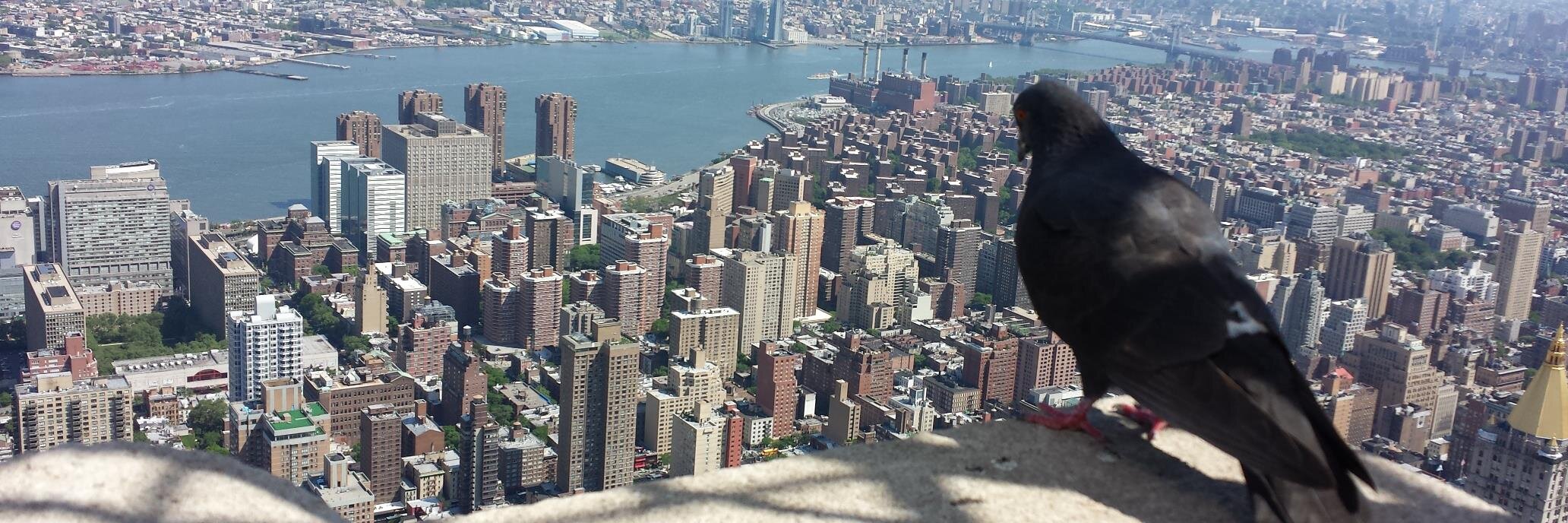 han van roozendaal banner