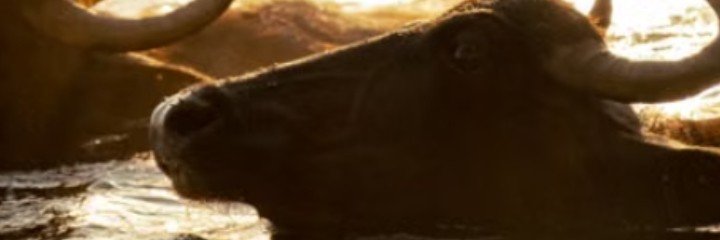 daniprin_'s profile banner image