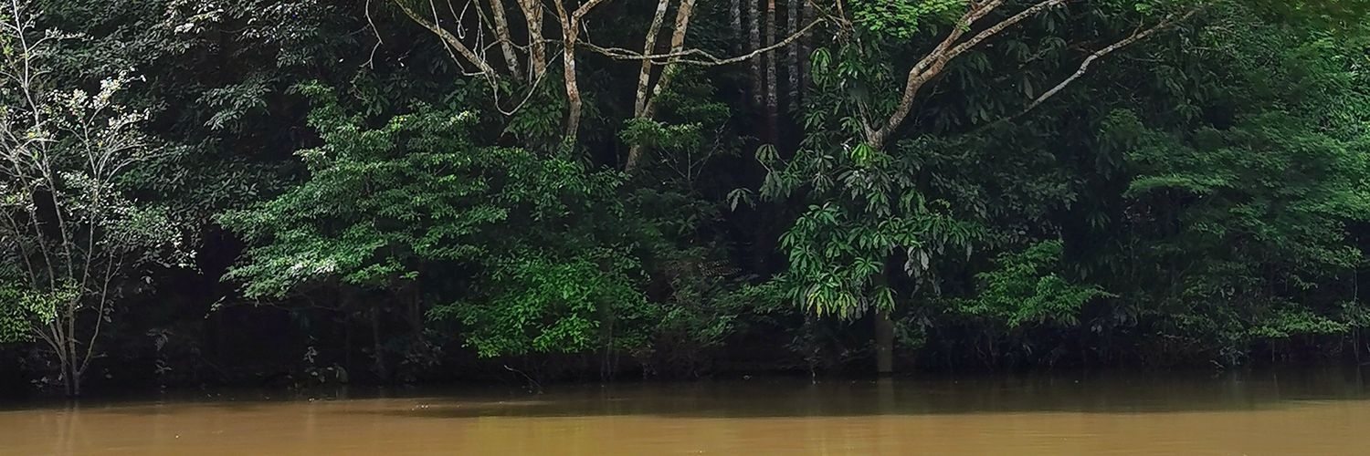 Blondo Amazónico M banner