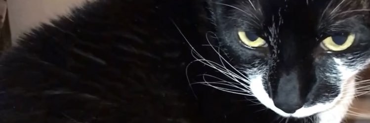 ꧁༒ⲣª𝗍𝗈𝗈༒꧂ banner