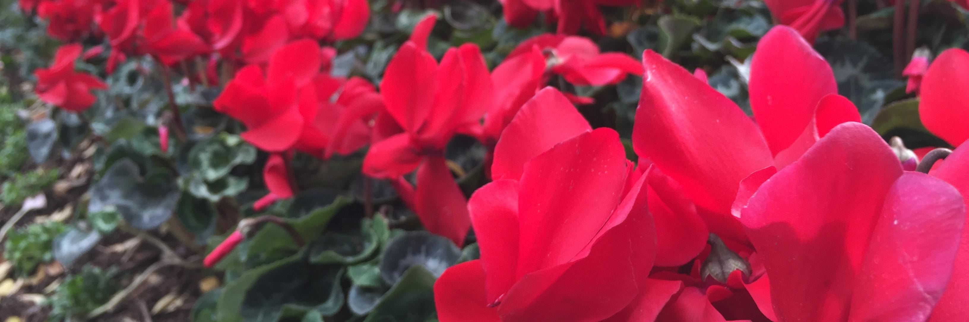 LMCHouston's profile banner image