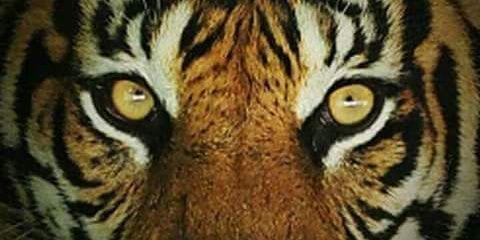 ANDREA NATHALY banner