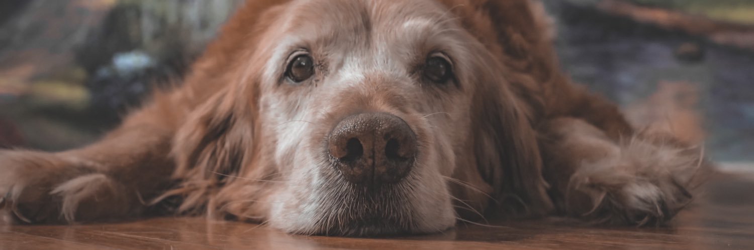 DustyRAnderson's profile banner image
