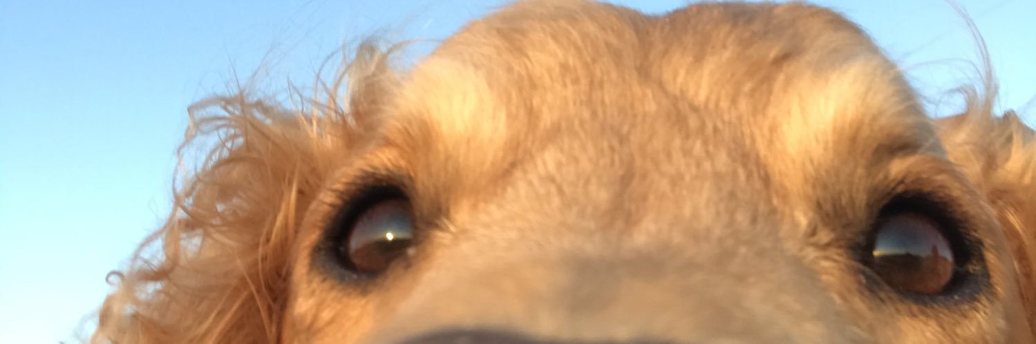 bigbearmad's profile banner image