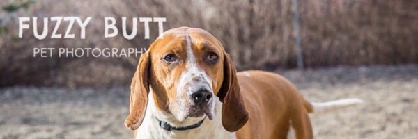 OregonDogRescue Profile Banner