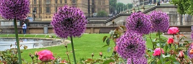 duchessofDC's profile banner image