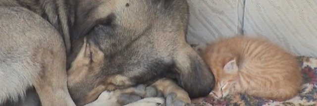 Doneksavar's profile banner image