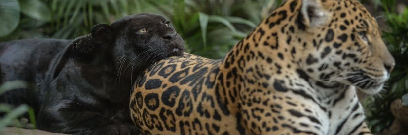 llalabu's profile banner image