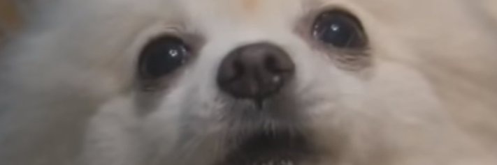 Cowburgy's profile banner image