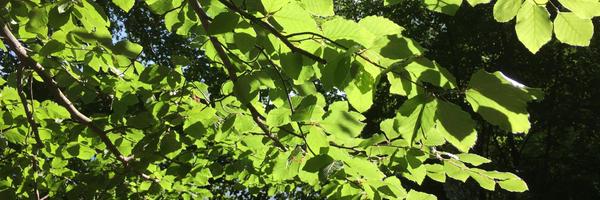 jessckraus Profile Banner