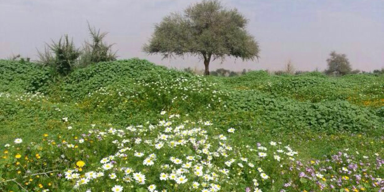 alsharefsultan's profile banner image