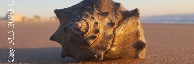 Ocean City Cool banner