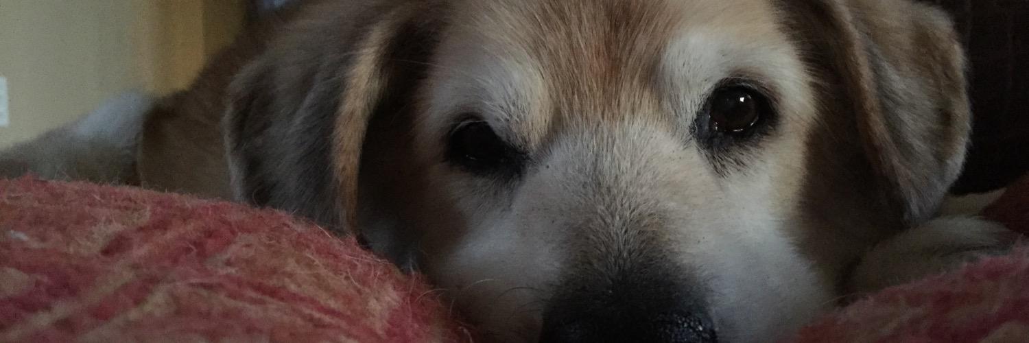 akamom1996's profile banner image