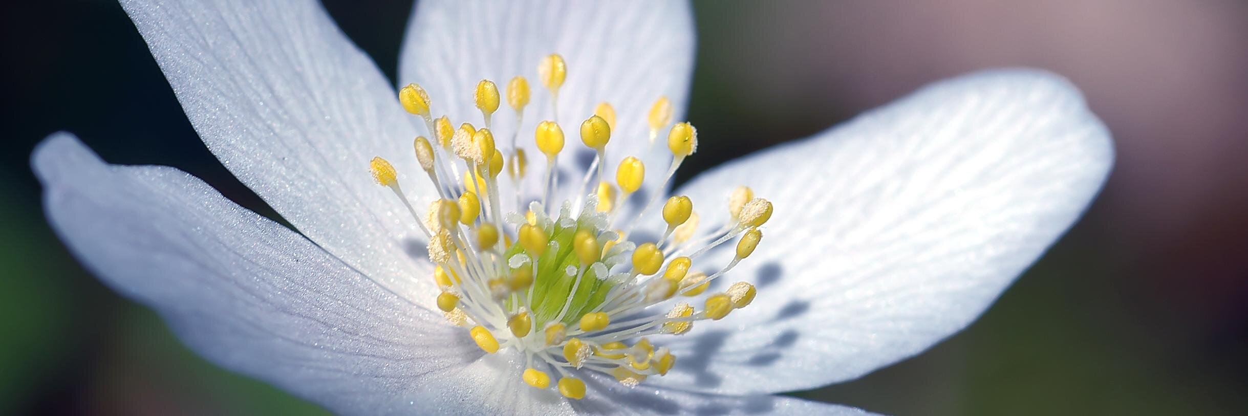 The Simple Soap banner