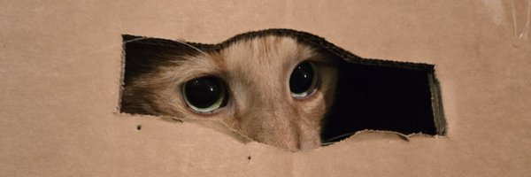 deviousadvisor Profile Banner