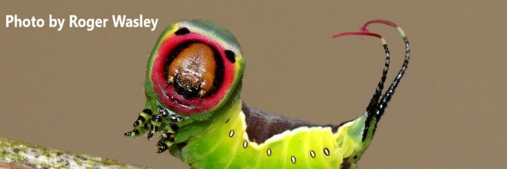 BritishMoths's profile banner image