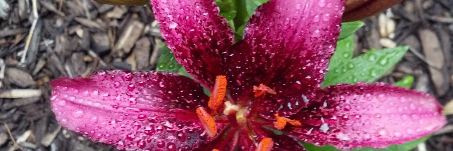 Renee Shoemaker banner