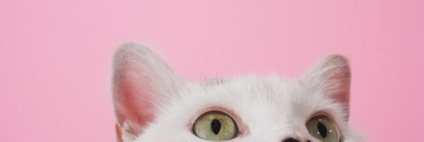 _kjaeboth's profile banner image