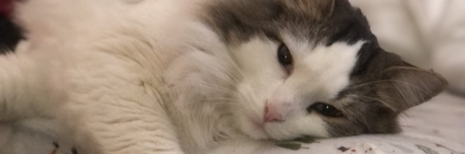 TeslaGuitard's profile banner image