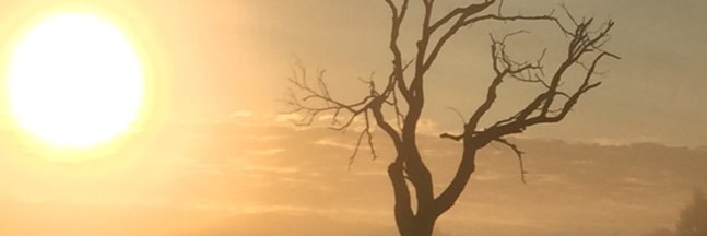 Angie Asher Carlson banner