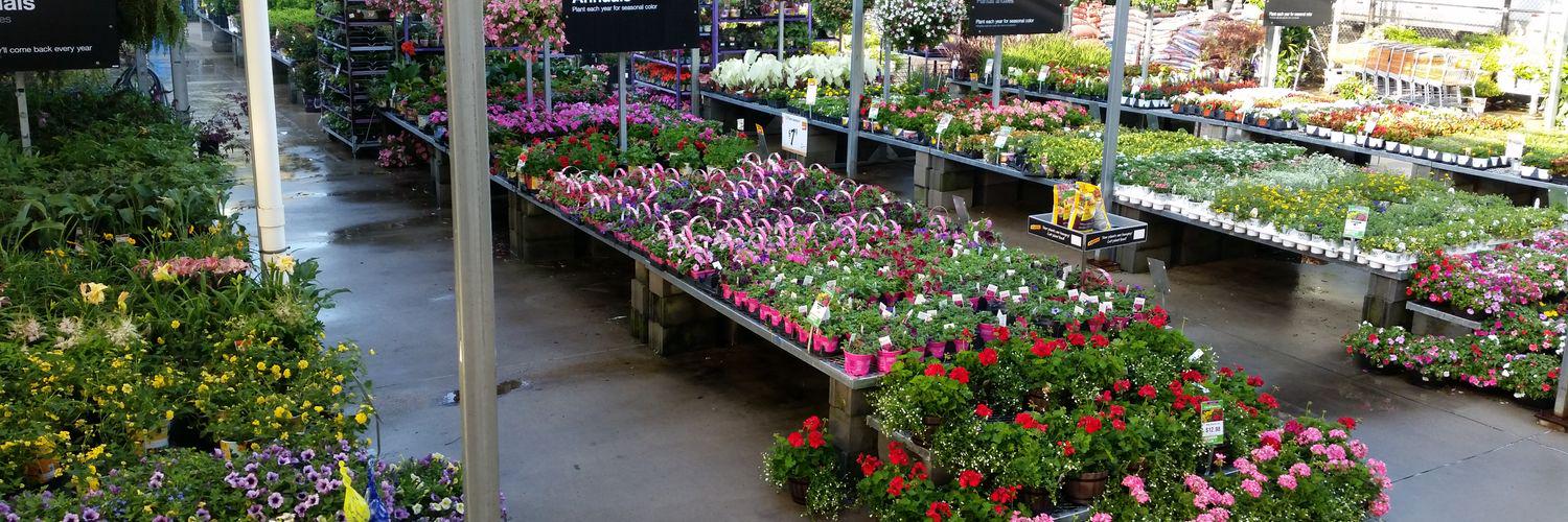 Amber Anderson banner