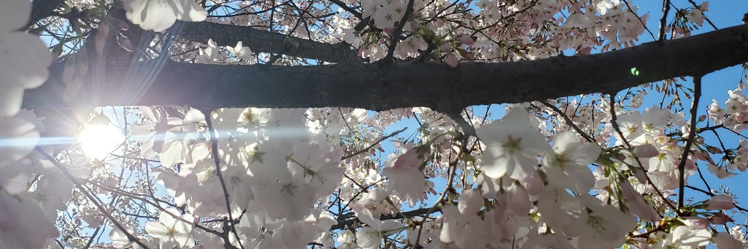 RihyonceKnowlty's profile banner image