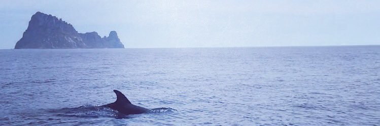 AbsoluteAlicia's profile banner image
